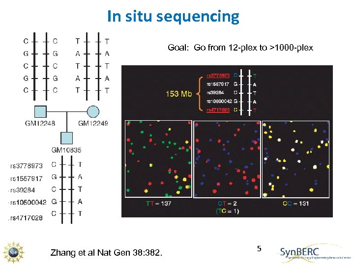 In situ sequencing Goal: Go from 12 -plex to >1000 -plex Zhang et al