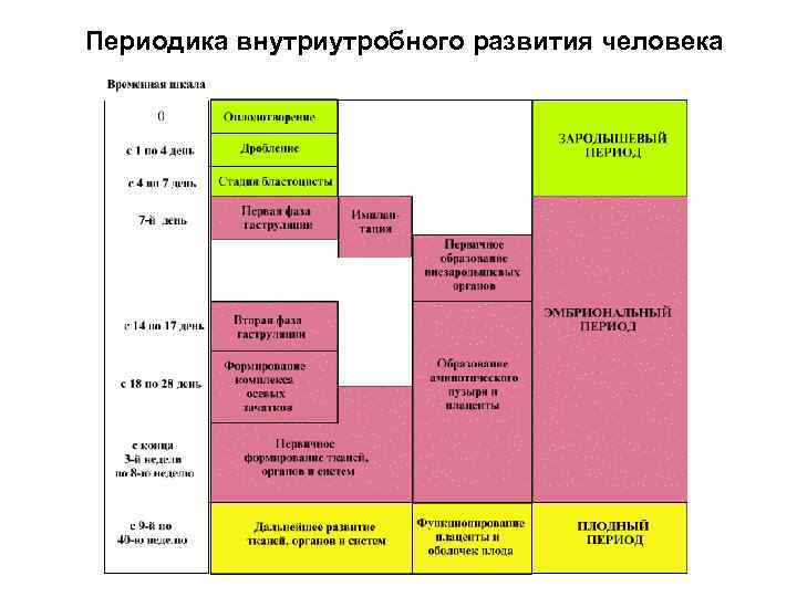 Периодика внутриутробного развития человека 