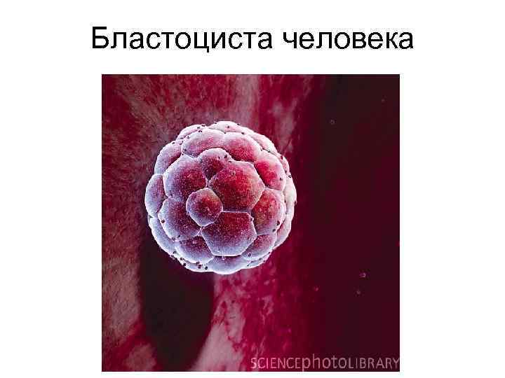Бластоциста человека 