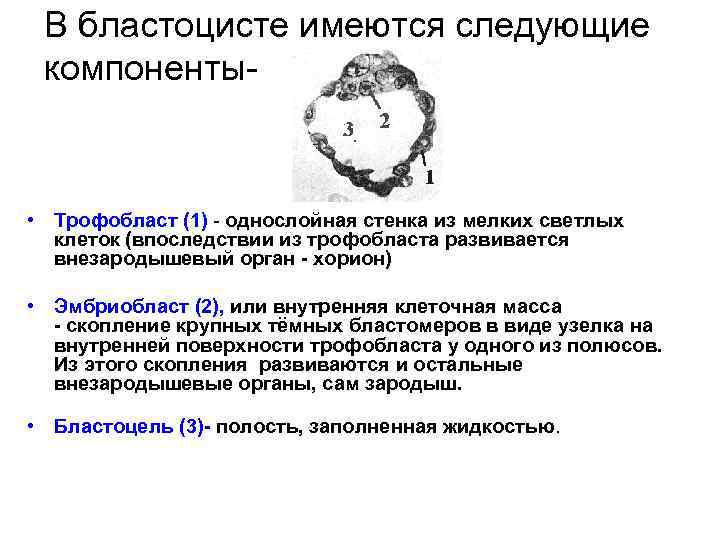 В бластоцисте имеются следующие компоненты- • Трофобласт (1) - однослойная стенка из мелких светлых