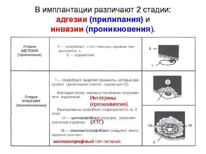 В имплантации различают 2 стадии: адгезии (прилипания) и инвазии (проникновения). Интегрины (преэклампсия) (ХТГ) гистиотрофный