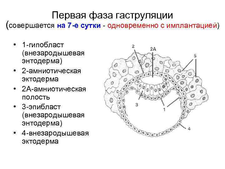 Первая фаза гаструляции (совершается на 7 -е сутки - одновременно с имплантацией) • 1