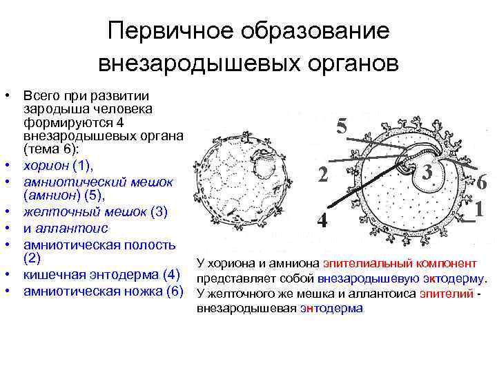 Первичное образование внезародышевых органов • Всего при развитии зародыша человека формируются 4 внезародышевых органа