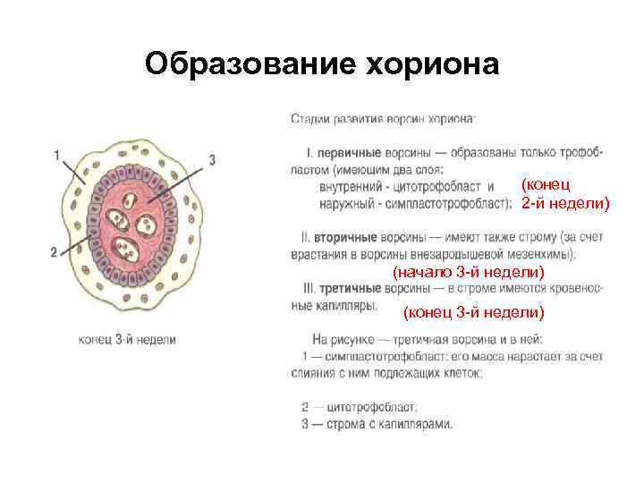 Образование хориона (конец 2 -й недели) (начало 3 -й недели) (конец 3 -й недели)