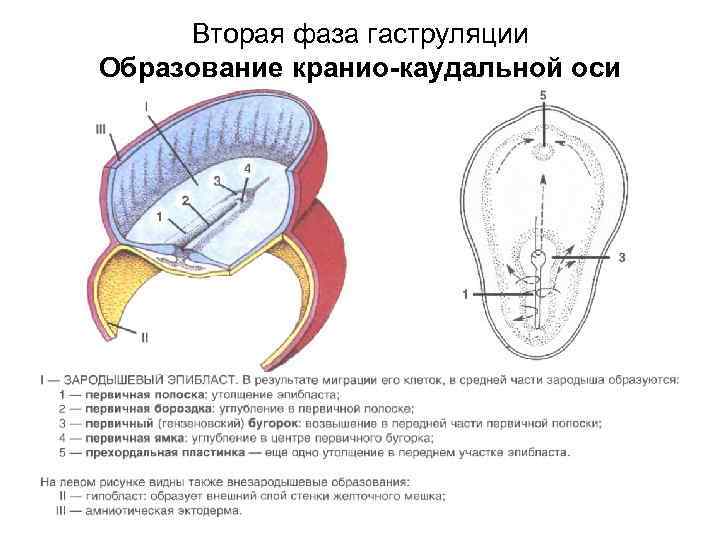 Вторая фаза гаструляции Образование кранио-каудальной оси 