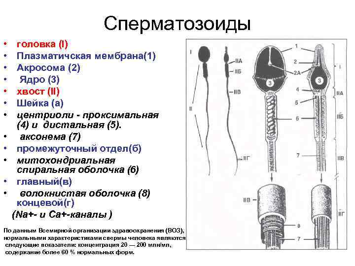 Сперматозоиды • • головка (I) Плазматичская мембрана(1) Акросома (2) Ядро (3) хвост (II) Шейка
