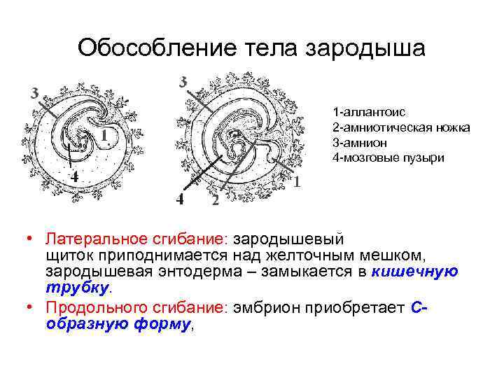 Обособление тела зародыша 1 -аллантоис 2 -амниотическая ножка 3 -амнион 4 -мозговые пузыри •