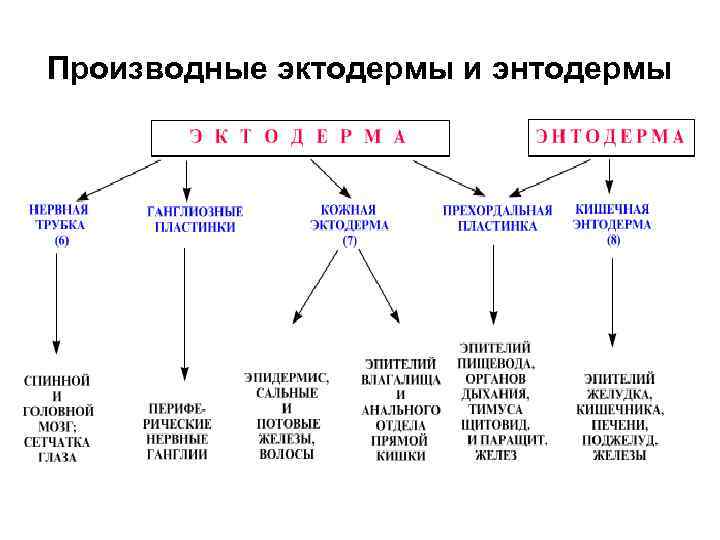 Производные эктодермы и энтодермы 
