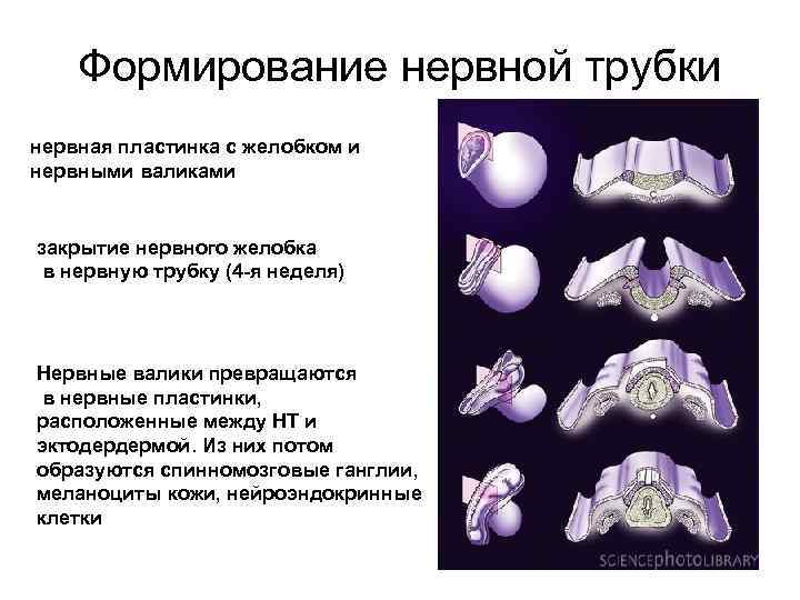 Формирование нервной трубки нервная пластинка с желобком и нервными валиками закрытие нервного желобка в