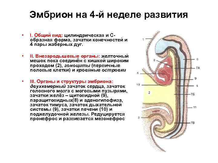 Эмбрион на 4 -й неделе развития • • • I. Общий вид: цилиндрическая и