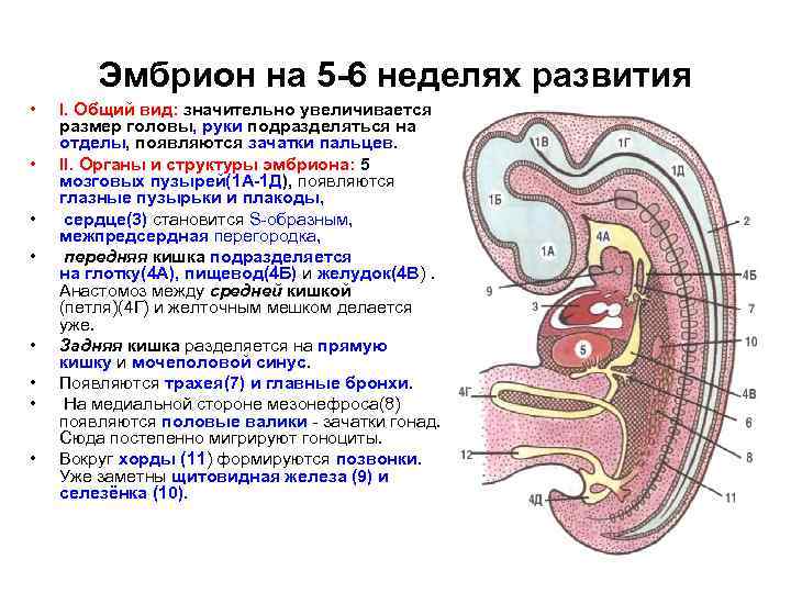 Эмбрион на 5 -6 неделях развития • • I. Общий вид: значительно увеличивается размер