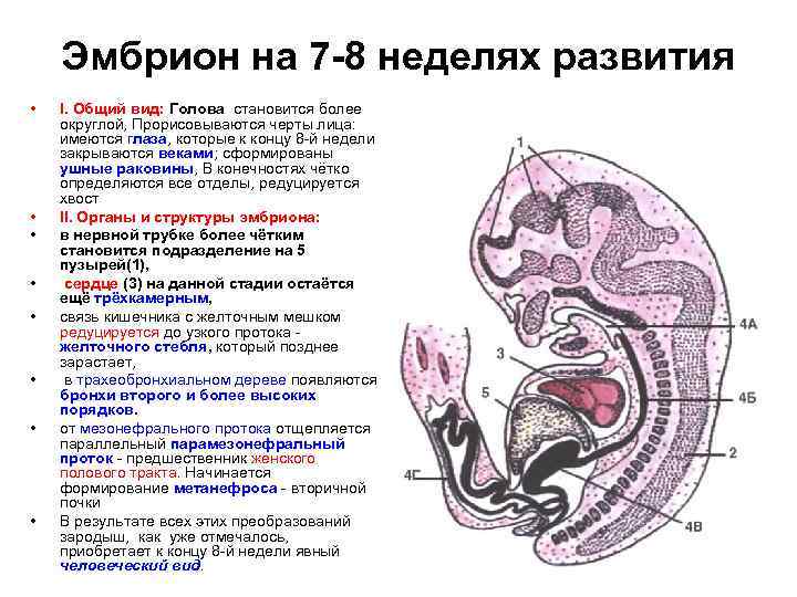 Эмбрион на 7 -8 неделях развития • • I. Общий вид: Голова становится более