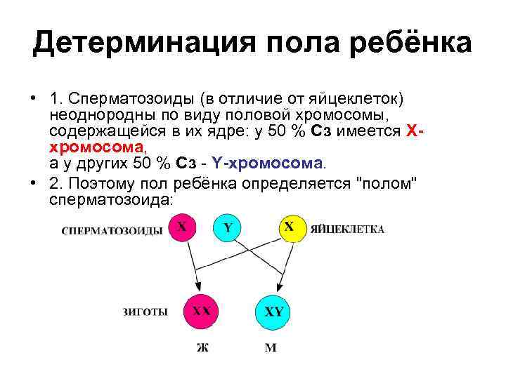 Детерминация пола ребёнка • 1. Сперматозоиды (в отличие от яйцеклеток) неоднородны по виду половой