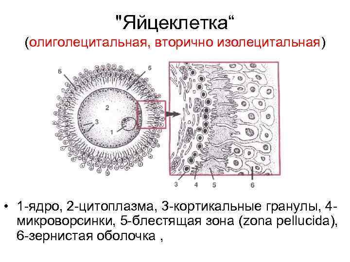 "Яйцеклетка“ (олиголецитальная, вторично изолецитальная) • 1 -ядро, 2 -цитоплазма, 3 -кортикальные гранулы, 4 микроворсинки,