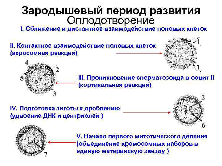 Оплодотворение развитие