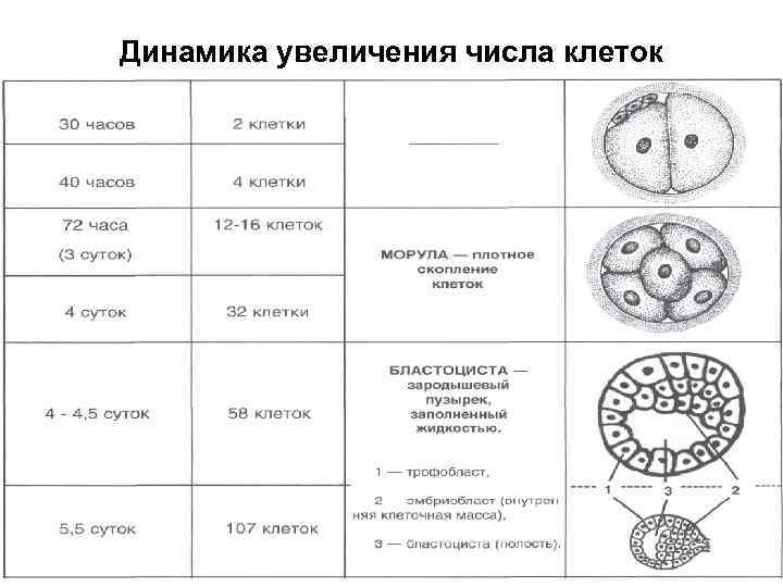 Динамика увеличения числа клеток 