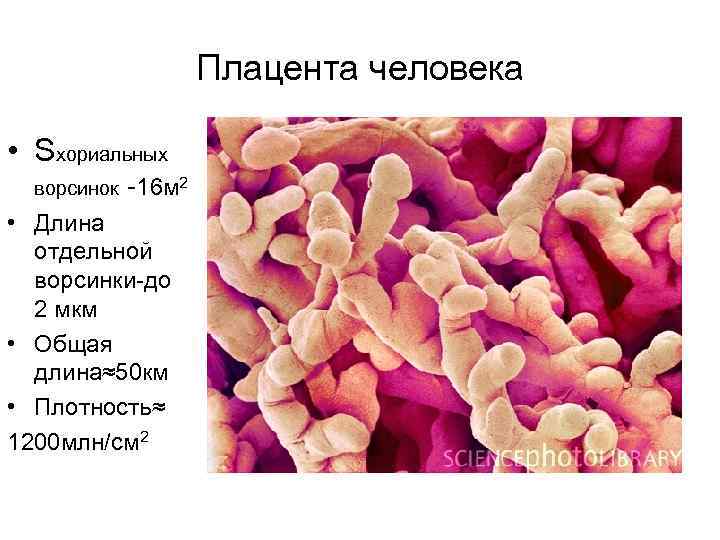 Плацента человека • Sхориальных ворсинок -16 м 2 • Длина отдельной ворсинки-до 2 мкм