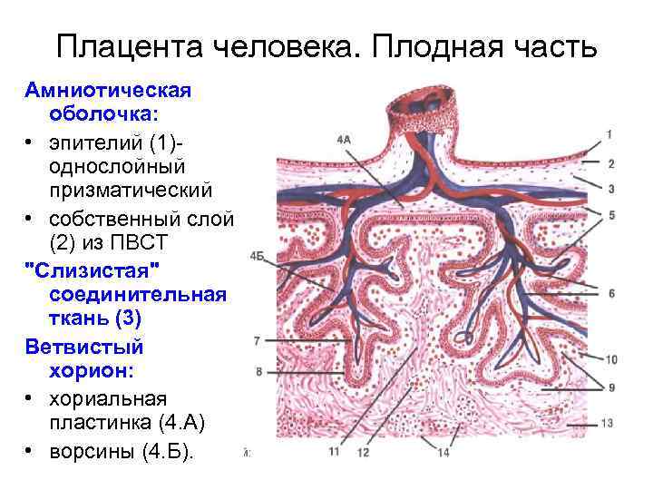 Плацента человека. Плодная часть Амниотическая оболочка: • эпителий (1)однослойный призматический • собственный слой (2)