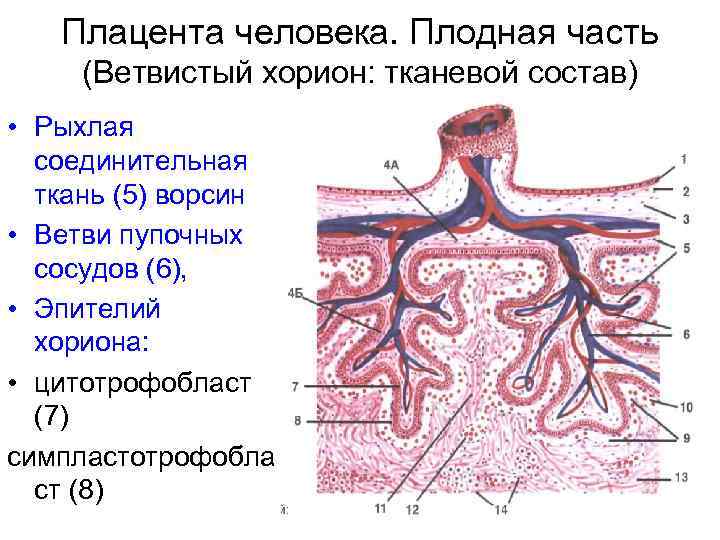 Плацента человека. Плодная часть (Ветвистый хорион: тканевой состав) • Рыхлая соединительная ткань (5) ворсин