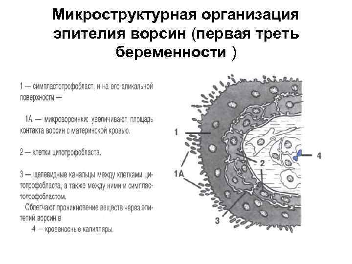 Микроструктурная организация эпителия ворсин (первая треть беременности ) 