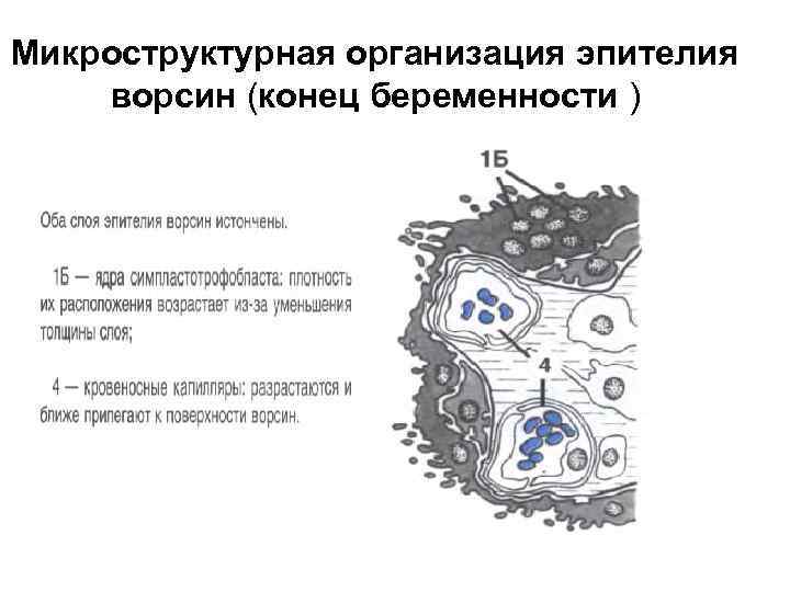 Микроструктурная организация эпителия ворсин (конец беременности ) 