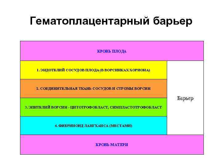 Гематоплацентарный барьер КРОВЬ ПЛОДА 1. ЭНДОТЕЛИЙ СОСУДОВ ПЛОДА (В ВОРСИНКАХ ХОРИОНА) 2. СОЕДИНИТЕЛЬНАЯ ТКАНЬ