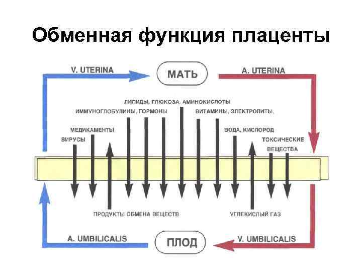 Обменная функция плаценты 