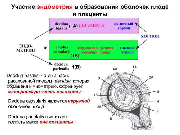 Участие эндометрия в образовании оболочек плода и плаценты (1 А) (1 Б) 1(В) Decidua
