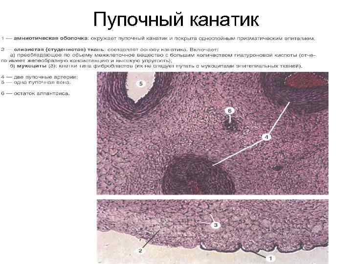 Пупочный канатик 