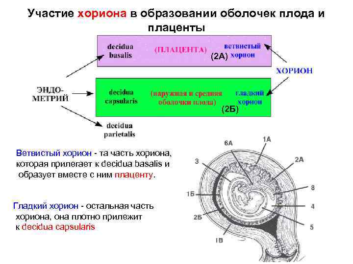Участие хориона в образовании оболочек плода и плаценты (2 А) (2 Б) Ветвистый хорион