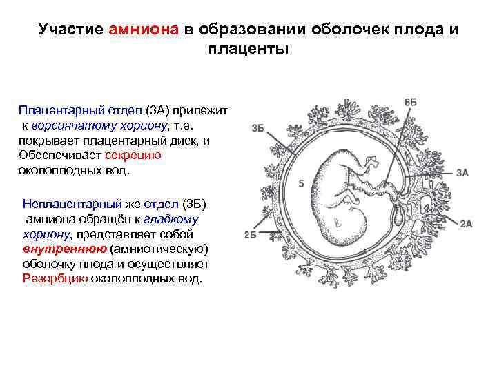 Участие амниона в образовании оболочек плода и плаценты Плацентарный отдел (3 А) прилежит к