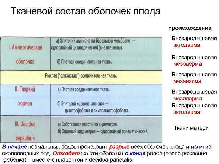 Тканевой состав оболочек плода происхождение Внезародышевая эктодерма Внезародышевая мезенхима Внезародышевая мезодерма Внезародышевая эктодерма Ткани