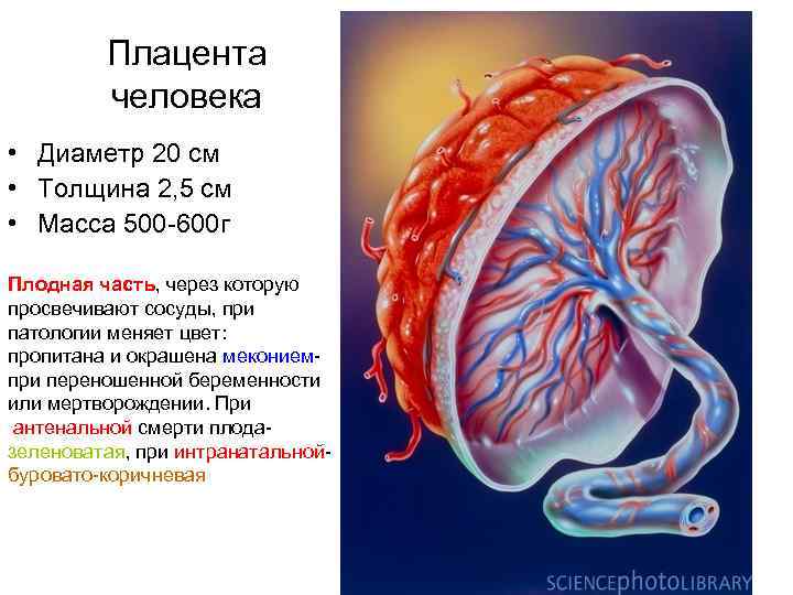 Плацента человека • Диаметр 20 см • Толщина 2, 5 см • Масса 500