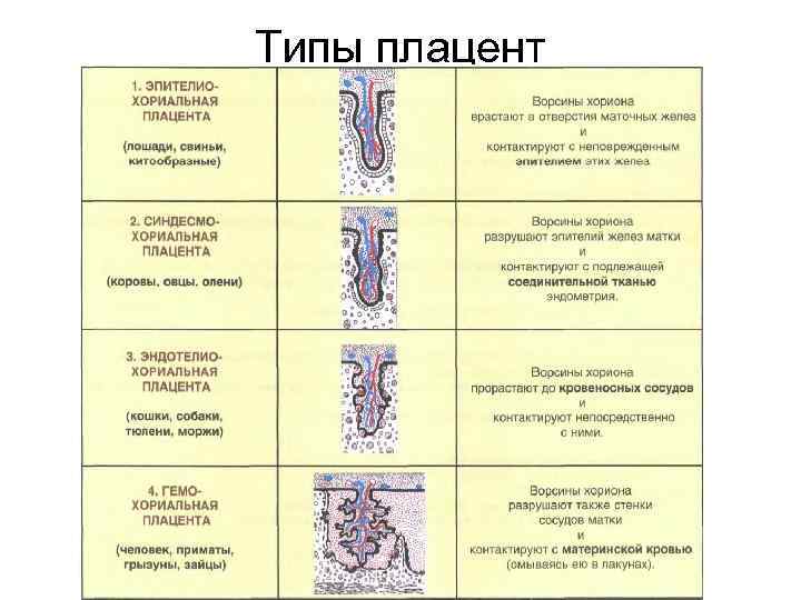 Типы плацент 
