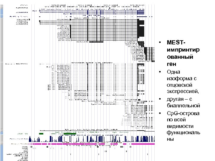  • MESTимпринтир ованный ген • • • Одна изоформа с отцовской экспрессией, другая