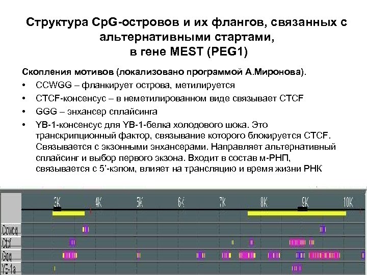 Структура Cp. G-островов и их флангов, связанных с альтернативными стартами, в гене MEST (PEG