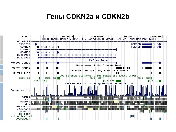 Гены CDKN 2 a и CDKN 2 b 