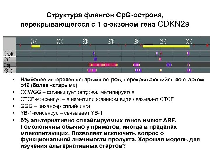 Структура флангов Cp. G-острова, перекрывающегося с 1 α-экзоном гена CDKN 2 a • •