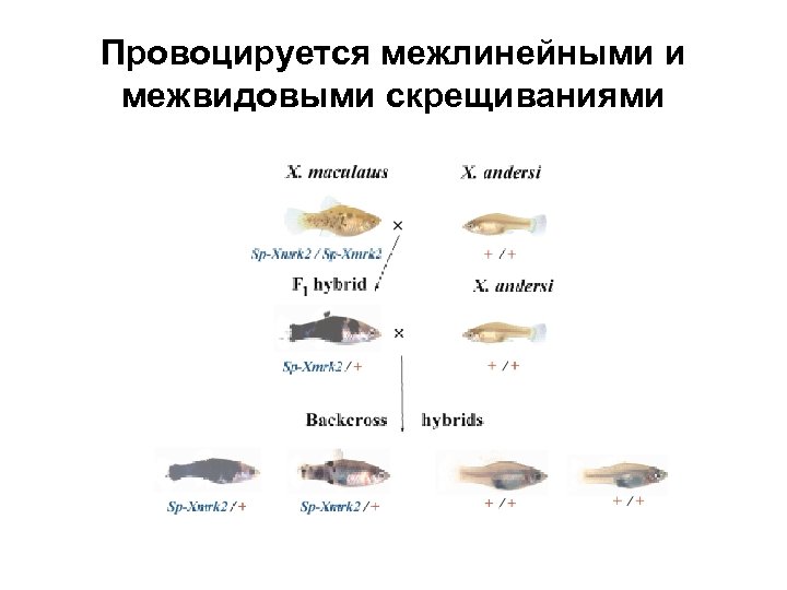 Провоцируется межлинейными и межвидовыми скрещиваниями 
