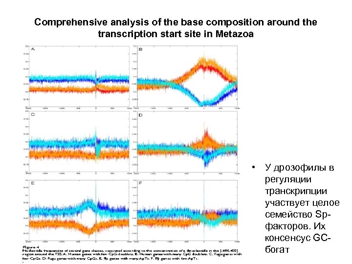 Comprehensive analysis of the base composition around the transcription start site in Metazoa •