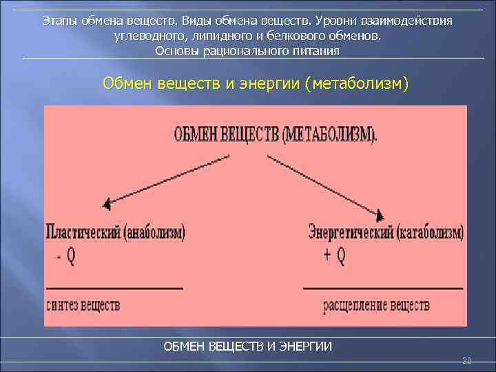 Этапы обмена веществ. Виды обмена веществ. Уровни взаимодействия углеводного, липидного и белкового обменов. Основы