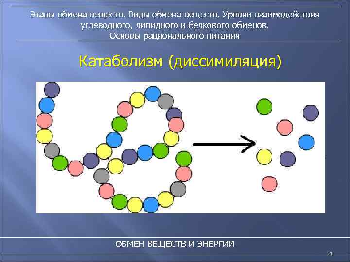 Этапы обмена веществ. Виды обмена веществ. Уровни взаимодействия углеводного, липидного и белкового обменов. Основы