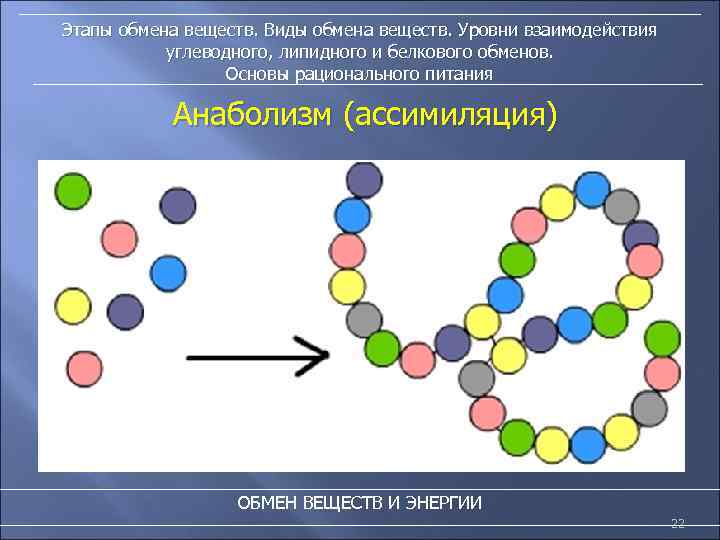 Этапы обмена веществ. Виды обмена веществ. Уровни взаимодействия углеводного, липидного и белкового обменов. Основы