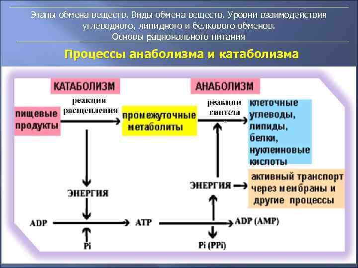 Этапы обмена веществ. Виды обмена веществ. Уровни взаимодействия углеводного, липидного и белкового обменов. Основы