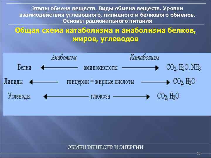 Этапы обмена веществ. Виды обмена веществ. Уровни взаимодействия углеводного, липидного и белкового обменов. Основы