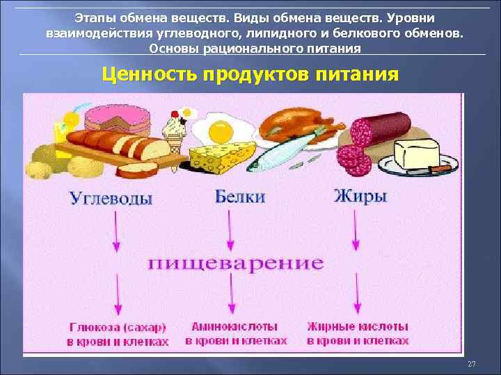 Этапы обмена веществ. Виды обмена веществ. Уровни взаимодействия углеводного, липидного и белкового обменов. Основы