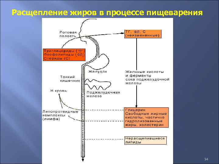 Расщепление жиров в процессе пищеварения 34 