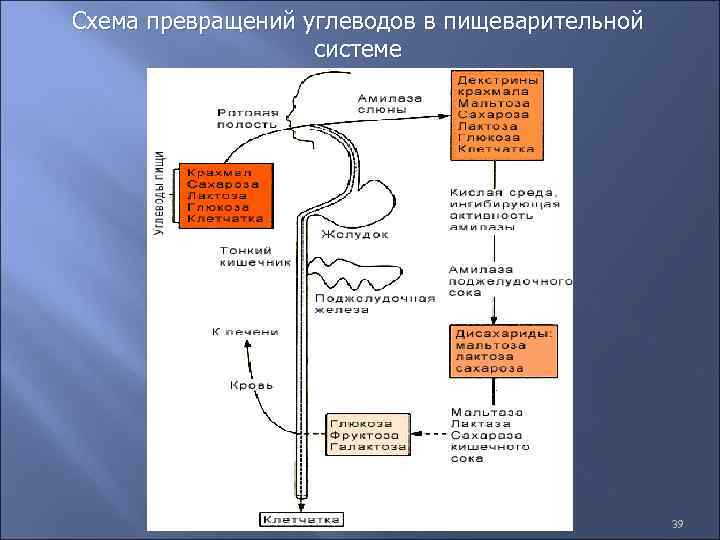 Схема превращений углеводов в пищеварительной системе 39 