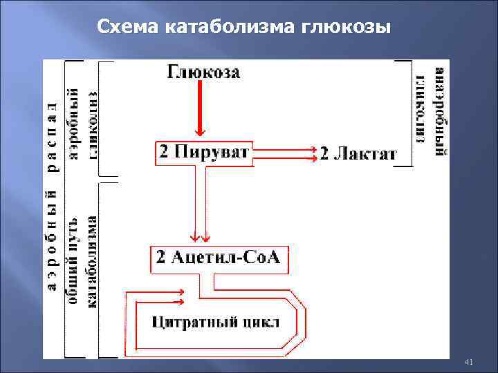 Схема катаболизма глюкозы 41 