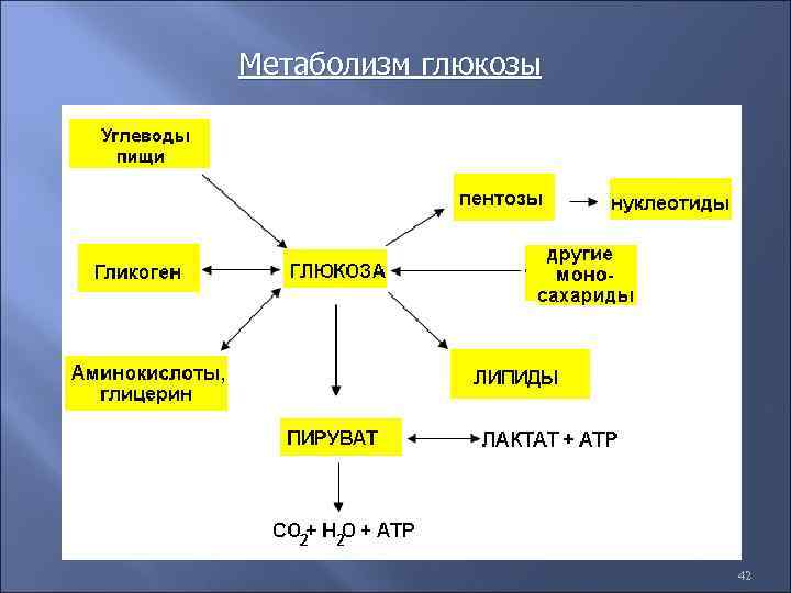 Метаболизм глюкозы 42 